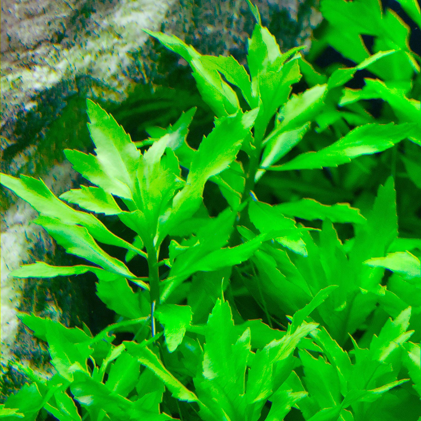 Plantas acuáticas: Penthorum sedoides