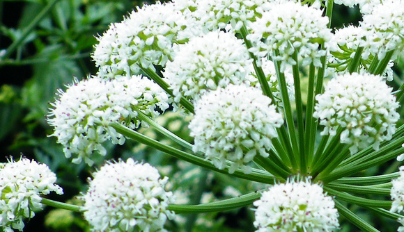 Angélica (Angelica archangelica): Cultivo, cuidados y propagación  Aromaticas - Flor de Planta