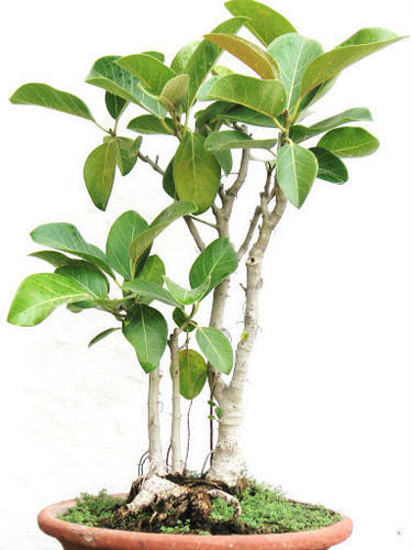 Cómo cultivar el árbol baniano (Ficus benghalensis) como planta de interior