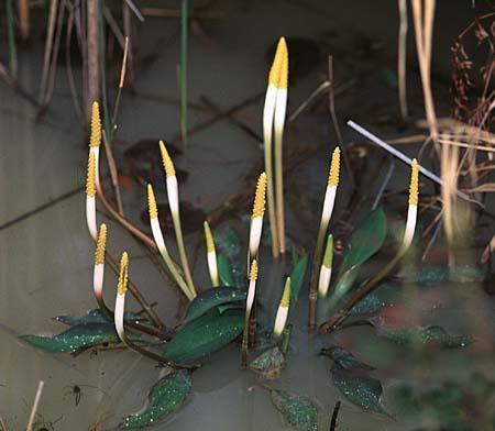 Plantas acuáticas: El palo dorado (Orontium aquaticum)