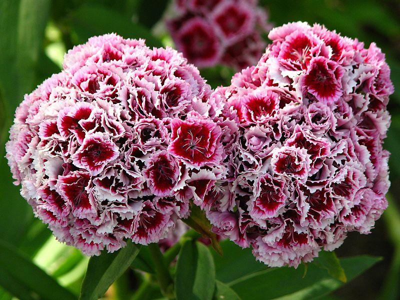 Plantas ornamentales de jardín: El clavel del poeta (Dianthus barbatus)
