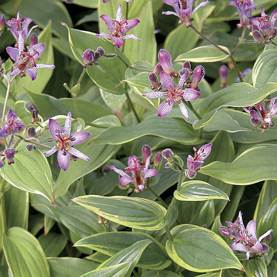 Flores exóticas: Tricyrtis formosana o lirio del sapo