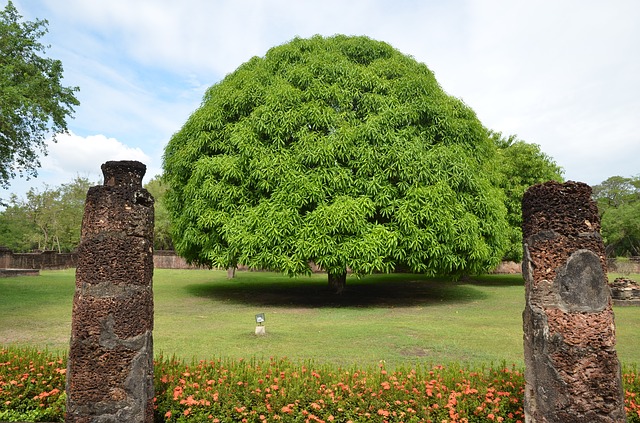 Árboles frutales: El mango (Mangifera indica)