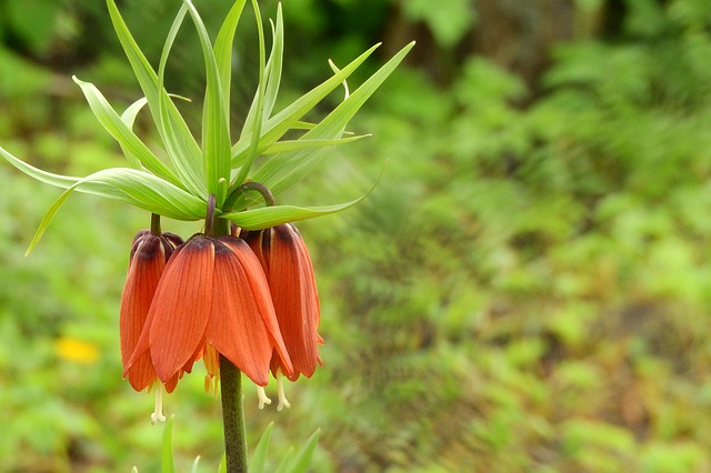 Corona imperial (Fritillaria imperialis): Características, cultivo y cuidados