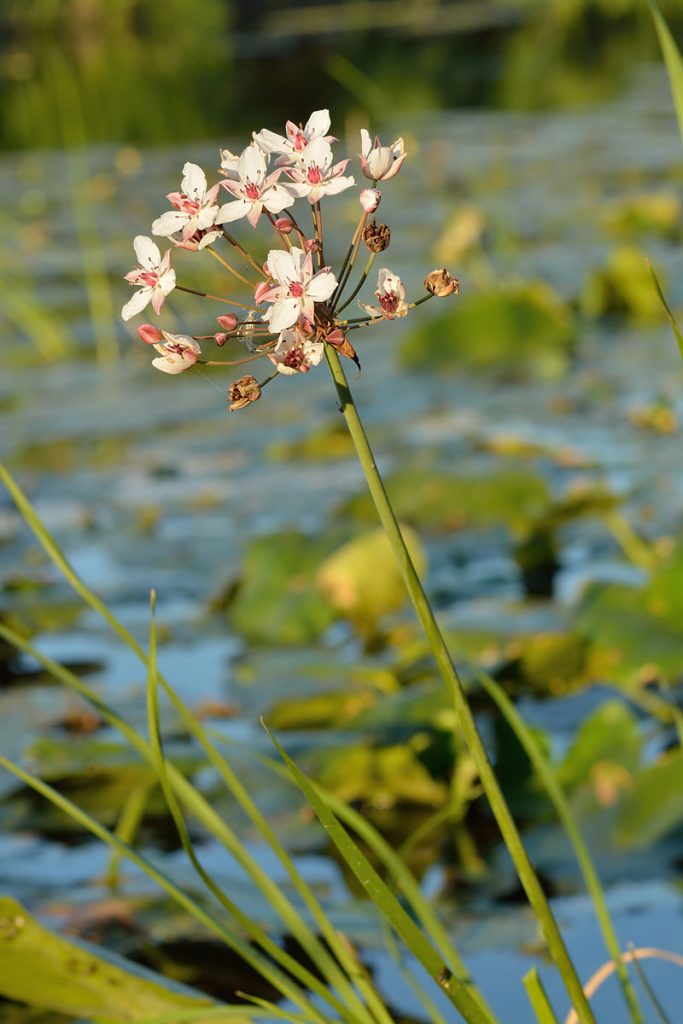 Plantas para estanques: El junco florido (Butomus umbellatus) Acuaticas -  Flor de Planta