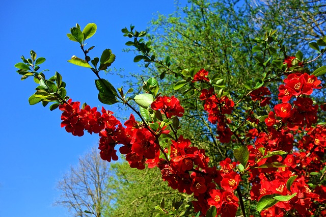 Arbustos ornamentales: El membrillo elegante (Chaenomeles speciosa)