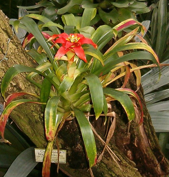 Cultivo de plantas de interior: La estrella escarlata (Guzmania lingulata)