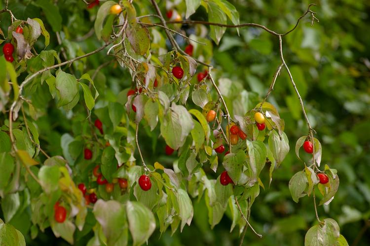 Árboles ornamentales: El cornejo macho (Cornus mas)
