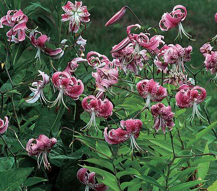 Lilium speciosum: Características y cultivo