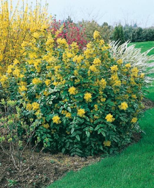 Arbustos decorativos: La mahonia (Mahonia aquifolium)