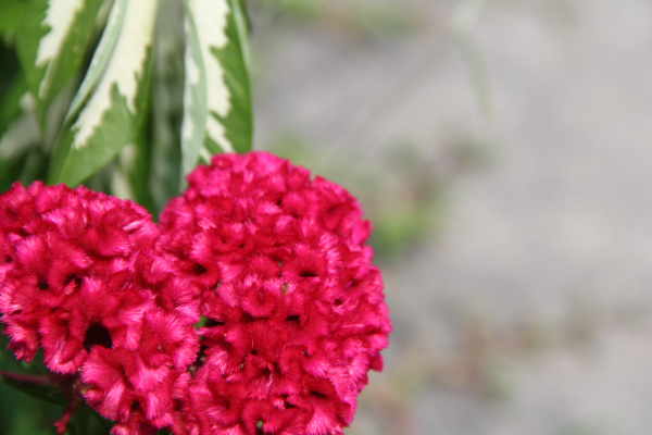 Características y cultivo de la cresta de gallo (Celosia cristata)