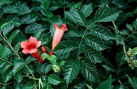 Campsis radicans o enredadera de trompeta carmesí: Características Plantas  - Flor de Planta
