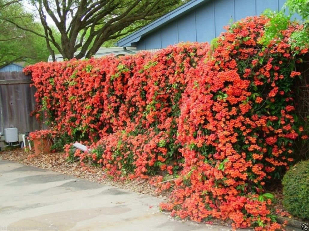 Campsis radicans o enredadera de trompeta carmesí: Características