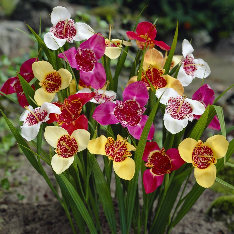 Plantas ornamentales: Iris tigre (Tigridia pavonia) Flores - Flor de Planta