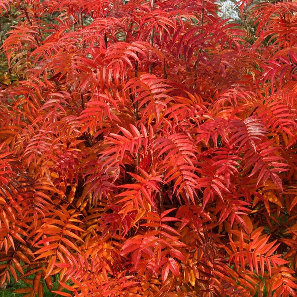 Árboles exóticos: El fresno de montaña (Sorbus commixta)