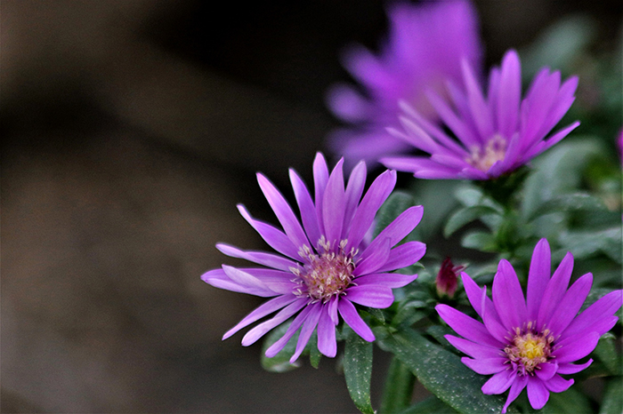 Aster x frikartii