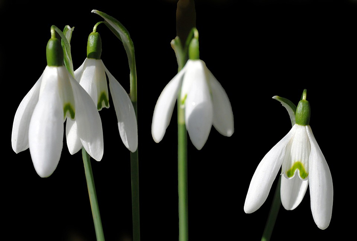 Plantas de invierno con flores