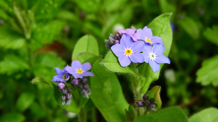  Myosotis sylvatica