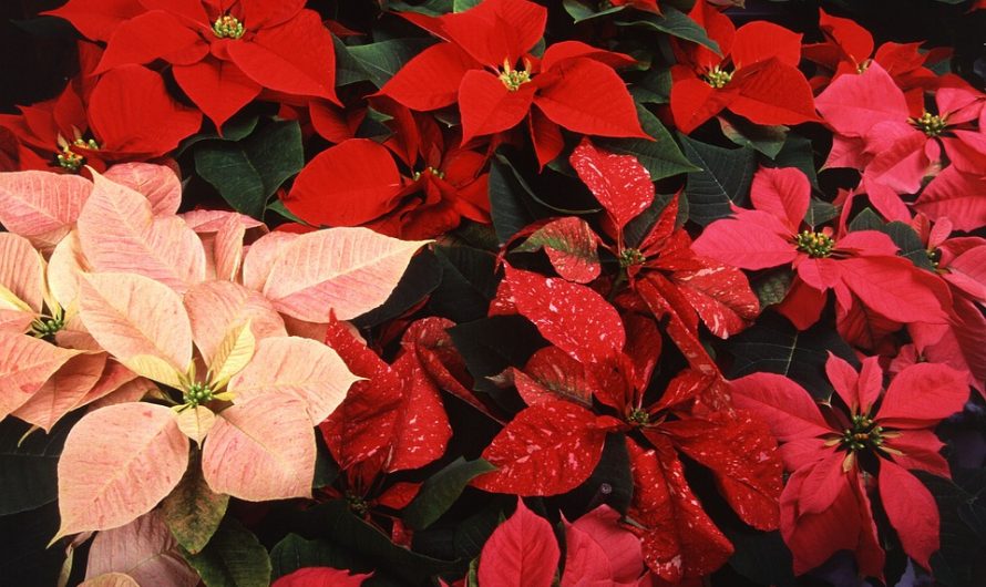 Plantas de Navidad para estas Fiestas
