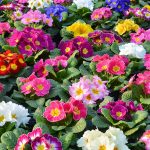Plantas de invierno