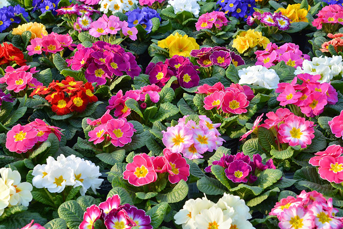 Extremadamente importante algun lado igual Plantas de Invierno con Flores de Sol y Media Sombra Flores, Plantas - Flor  de Planta