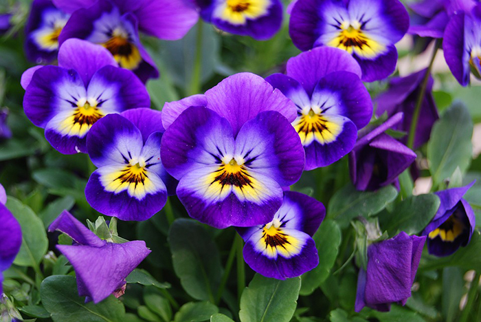 Plantas de Invierno con Flores de Sol y Media Sombra Flores, Plantas - Flor  de Planta