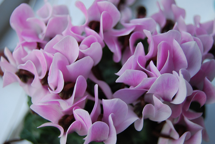 Plantas de invierno con flores