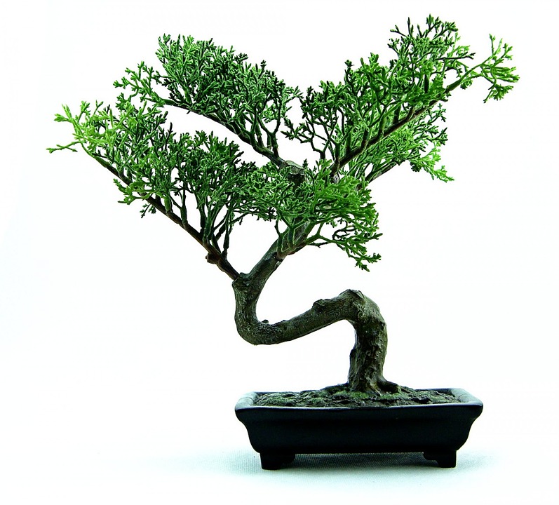 Bonsai alambrado