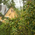 Árbol frutal