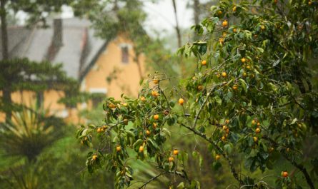 Árbol frutal