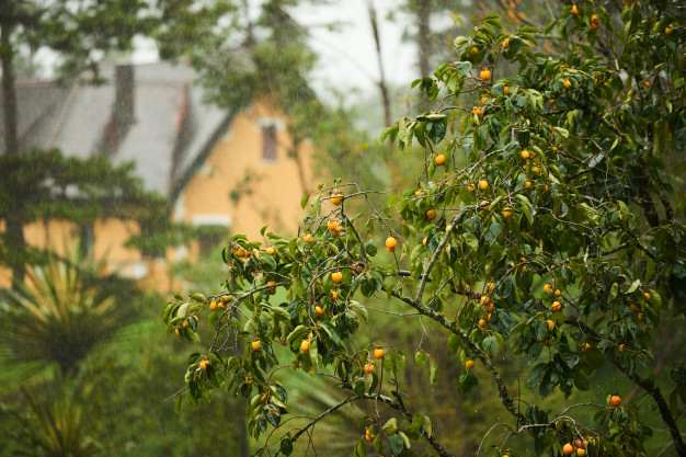 Árbol frutal