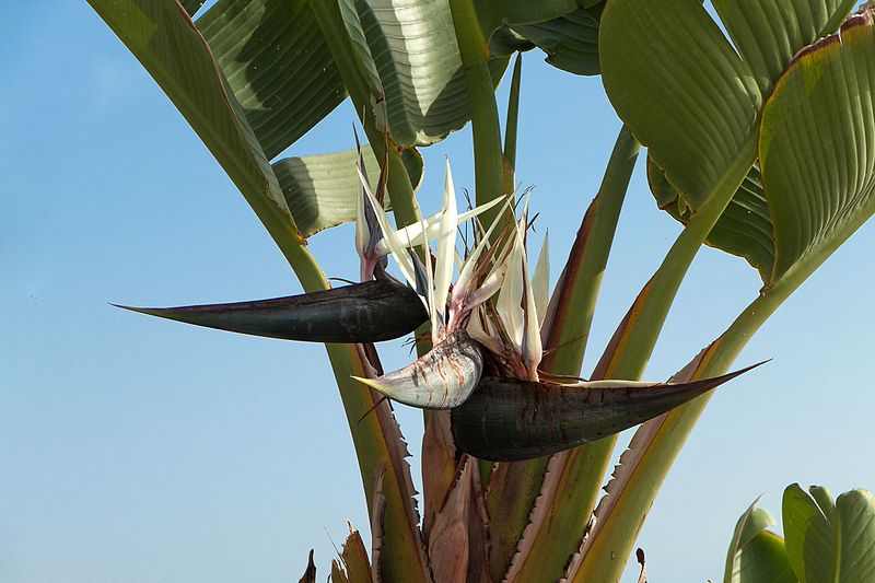 Strelitzia augusta jardin xerofilo