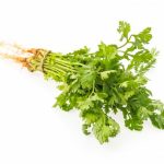 Cilantro