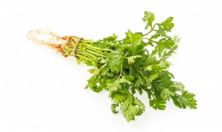 Cilantro
