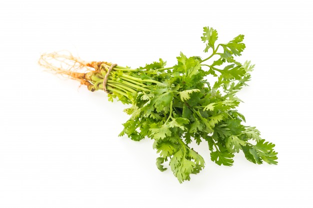 Cilantro