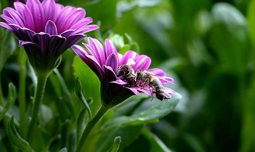 Jardín Xerófilo ¿Cómo Diseñarlo?