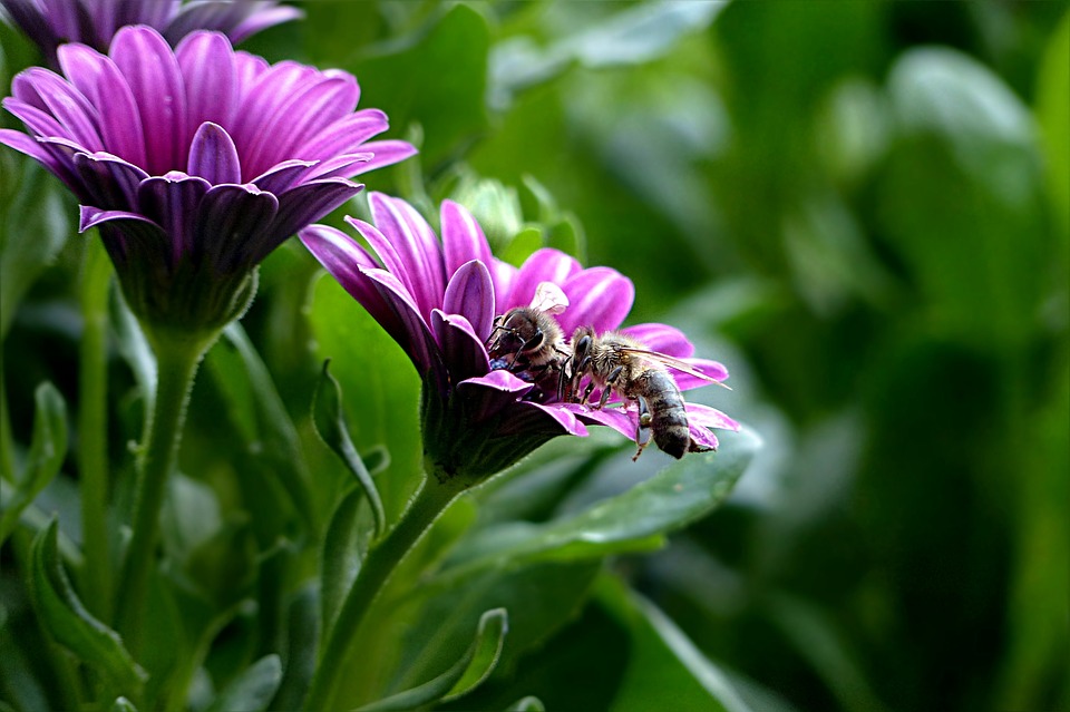 Osteospermum ecklonis jardin xerofilo