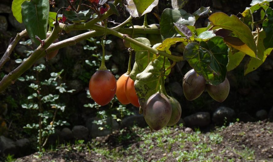 Tomate de Árbol, Solanum Betaceum o Tamarillo
