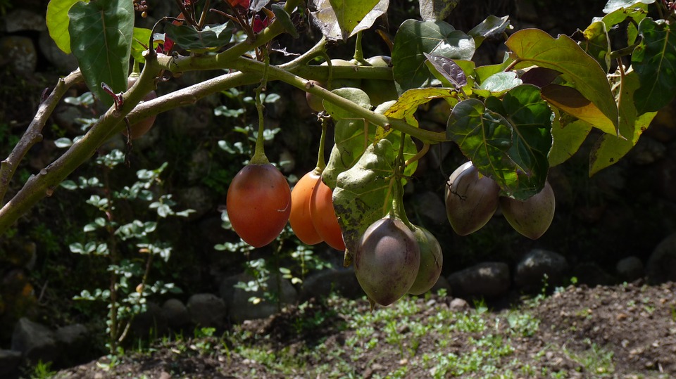 Tomate de Árbol, Solanum Betaceum o Tamarillo