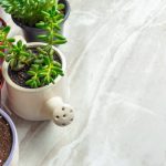 cactus y crasas