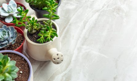 cactus y crasas