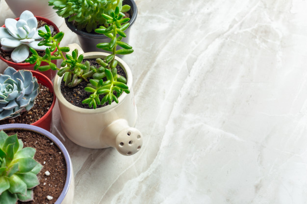 Decora tu Casa con Cactus y Crasas