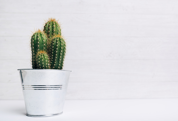 Cactus: Cómo trasplantarlo y no morir en el intento