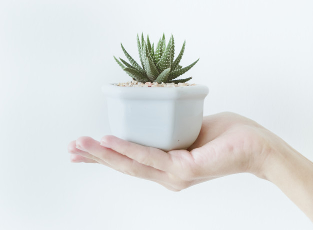 Diseño de Jardines, Jardín Minimalista