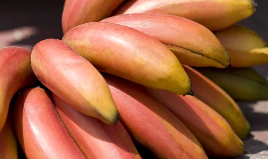 Plátano Manzano, Banano en Peligro de Extinción