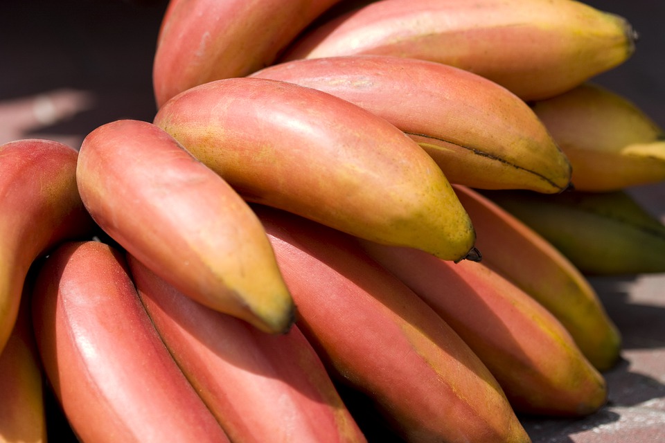 Plátano Manzano, Banano en Peligro de Extinción