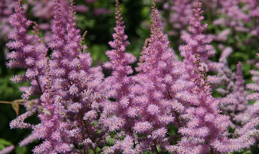 Vivaces para el jardín: La Astilbe arendsii