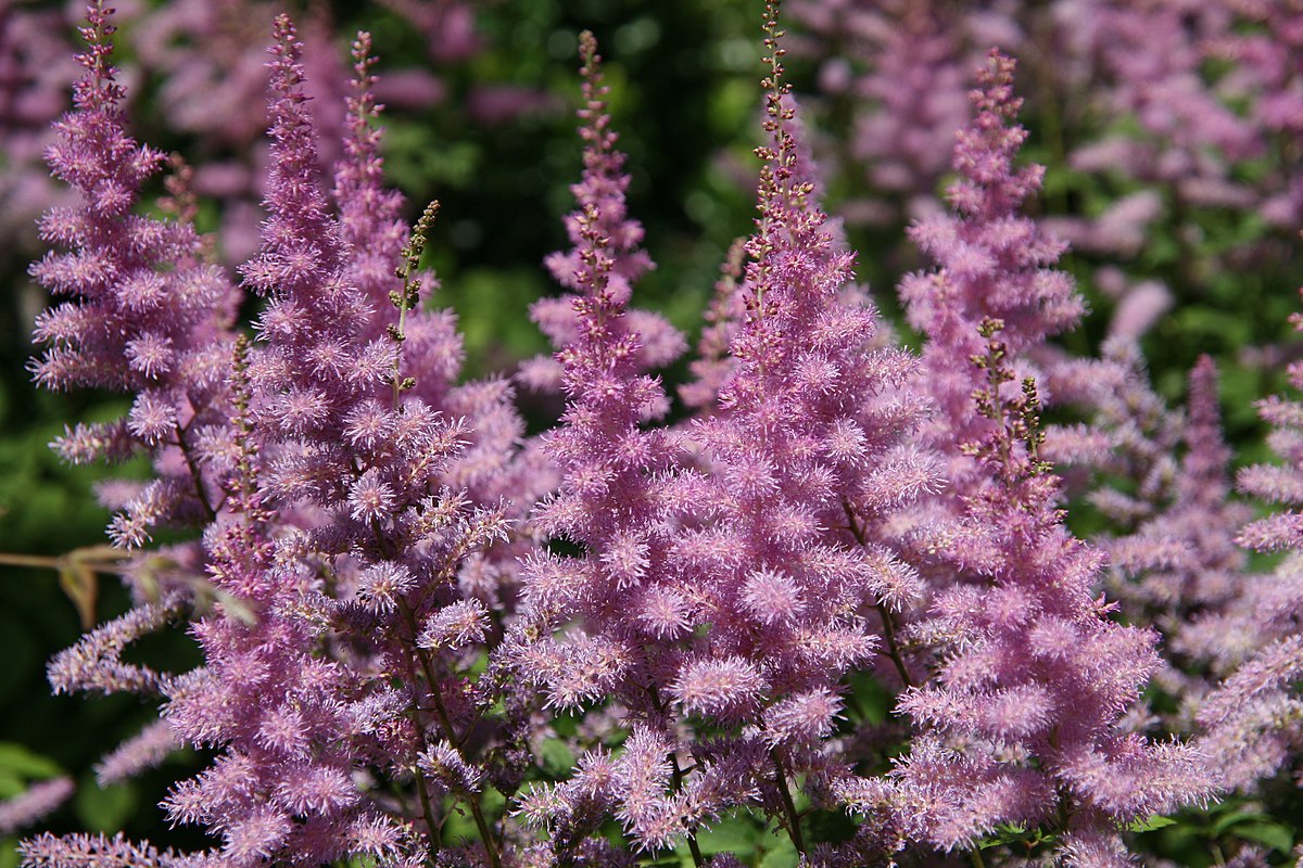 Vivaces para el jardín: La Astilbe arendsii