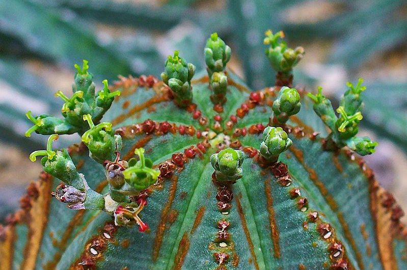Euphorbia obesa: Características generales y cuidados