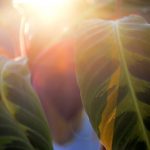 Calathea